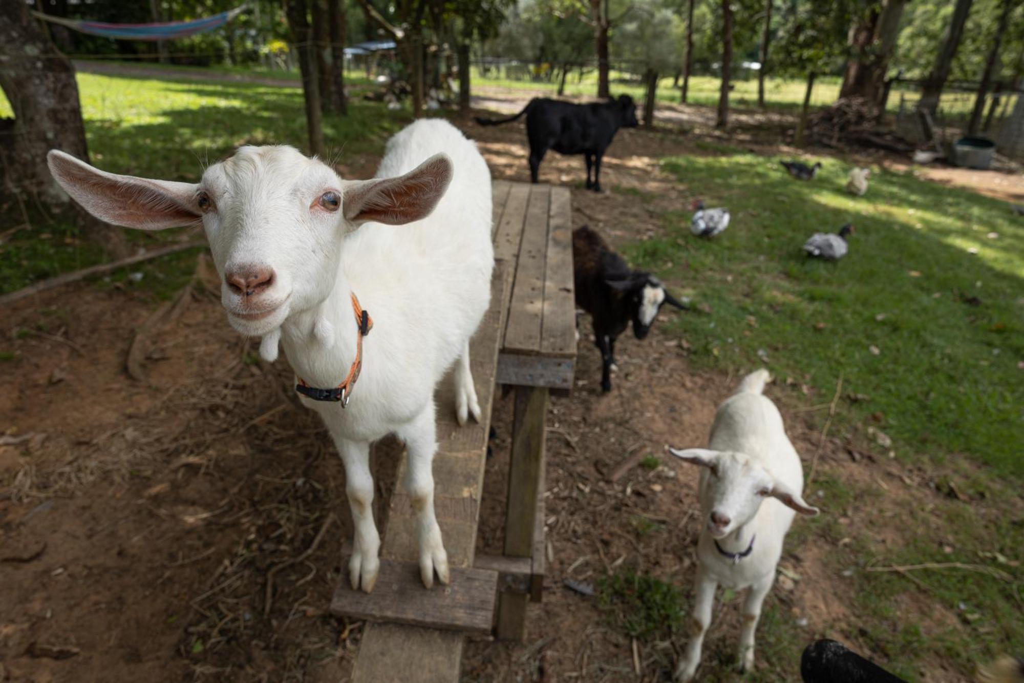 Blackwattle Farm Beerwah Exterior foto